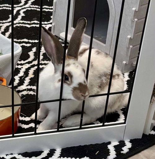 Photo 4 of Charlie (#3) ADOPTION PENDING