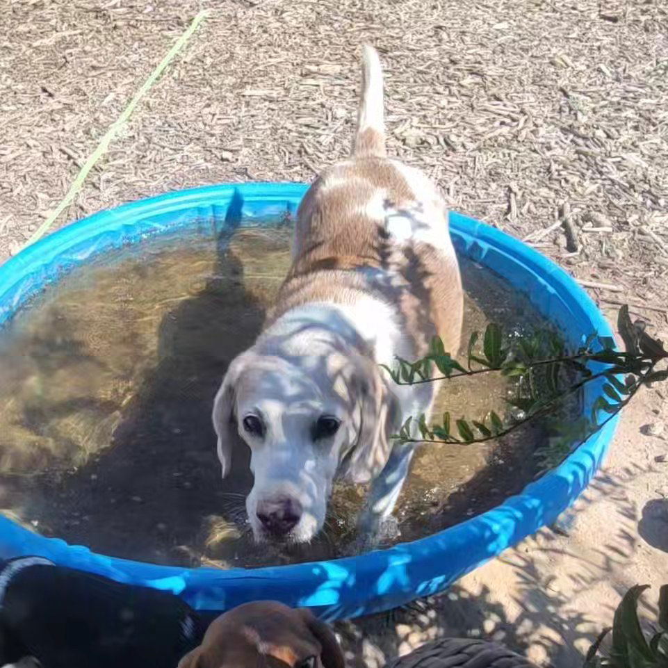 adoptable Dog in Las Vegas, NV named Popper