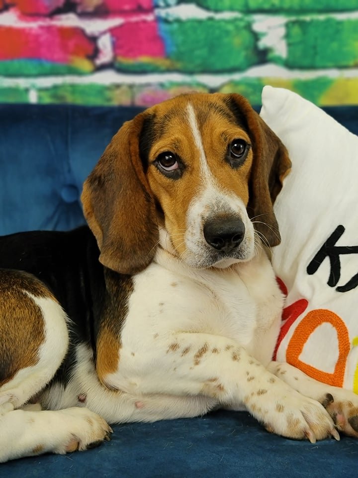 adoptable Dog in Las Vegas, NV named Weezer (Luna)
