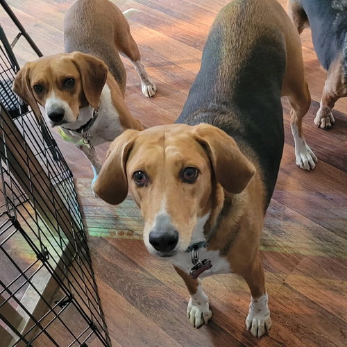 picture of the dog needing adoption