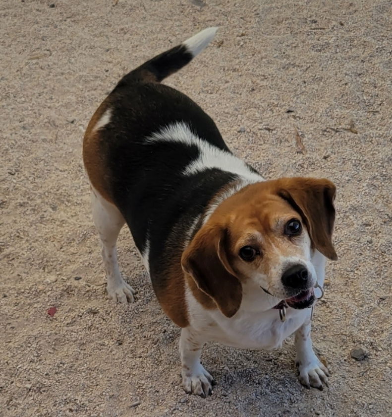 BEAGLE - Fetch & Smell Betty Rubble ID: 20250