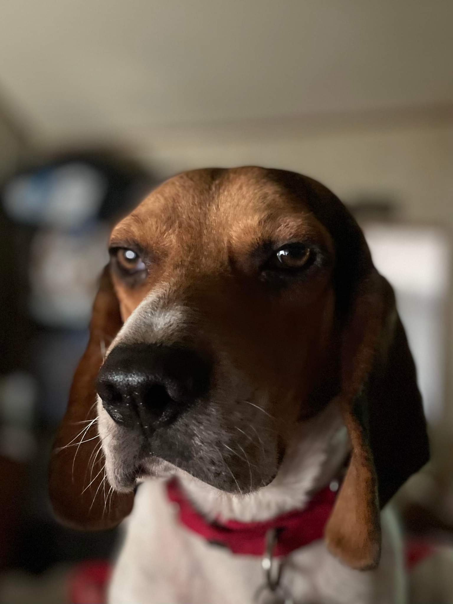 Dog for Adoption - Stingray (Otis), a Beagle in Las Vegas, NV | Alpha Paw