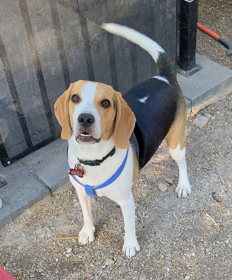 Dog for Adoption Nairobi (Obie), a Beagle in Pahrump, NV Alpha Paw