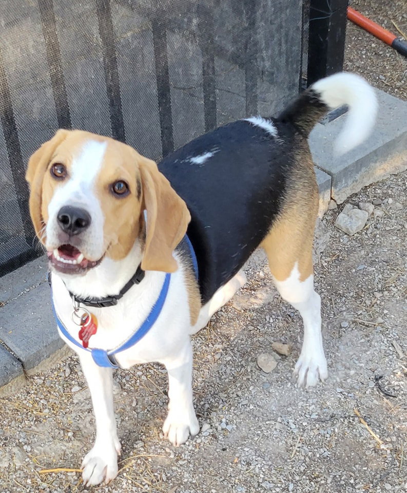 Dog for Adoption Nairobi (Obie), a Beagle in Pahrump, NV Alpha Paw