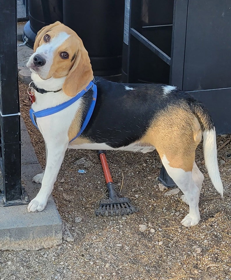 Dog for Adoption Nairobi (Obie), a Beagle in Pahrump, NV Alpha Paw