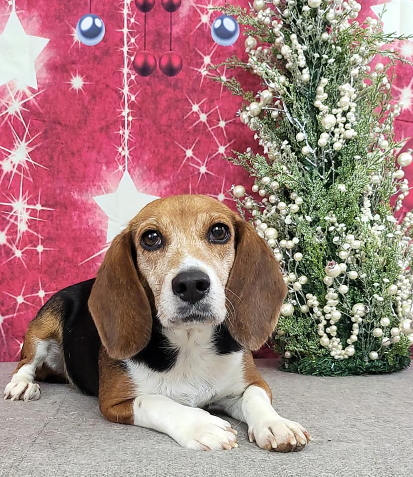 Dog for Adoption Mako, a Beagle in Pahrump, NV Alpha Paw