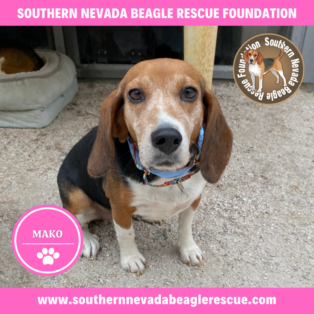 Dog for Adoption Mako, a Beagle in Pahrump, NV Alpha Paw