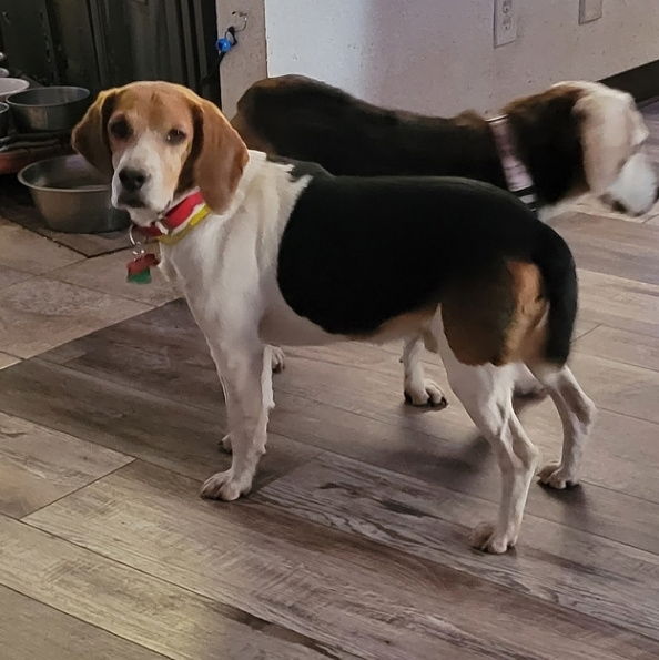 Dog For Adoption - Mayor Green, A Beagle In Pahrump, NV | Alpha Paw