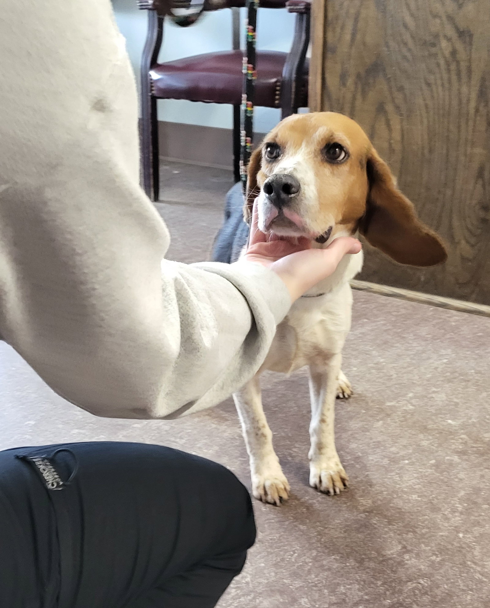 Dog for Adoption Mayor Green, a Beagle in Pahrump, NV Alpha Paw