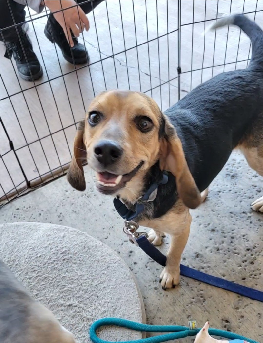 adoptable Dog in Las Vegas, NV named Grinch