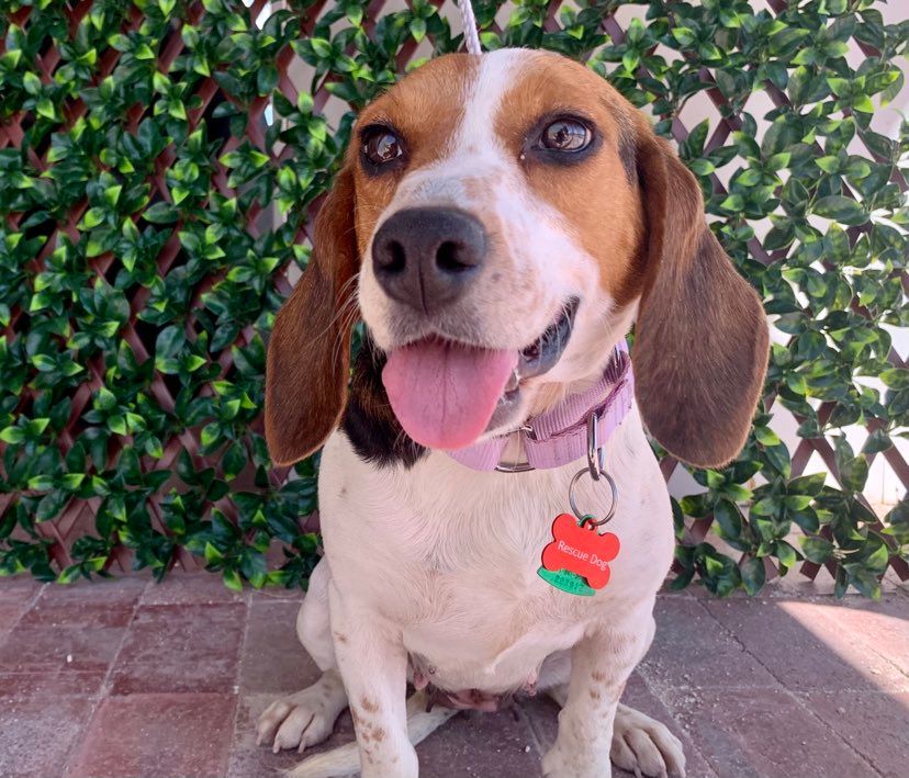Dog for Adoption a Beagle in Pahrump, NV Alpha Paw
