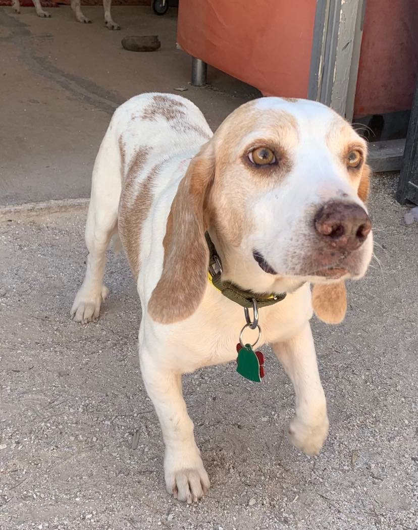 Dog for Adoption Callahan (Kamo), a Beagle in Pahrump, NV Alpha Paw