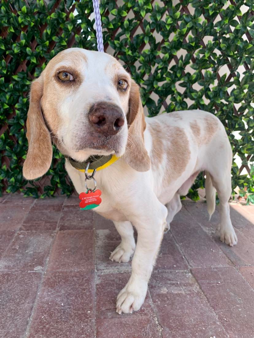 Dog for Adoption Callahan (Kamo), a Beagle in Pahrump, NV Alpha Paw