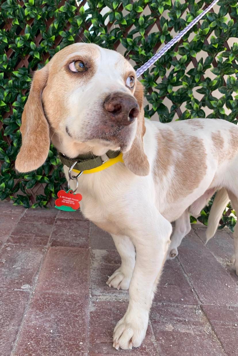 Dog for Adoption Callahan (Kamo), a Beagle in Pahrump, NV Alpha Paw