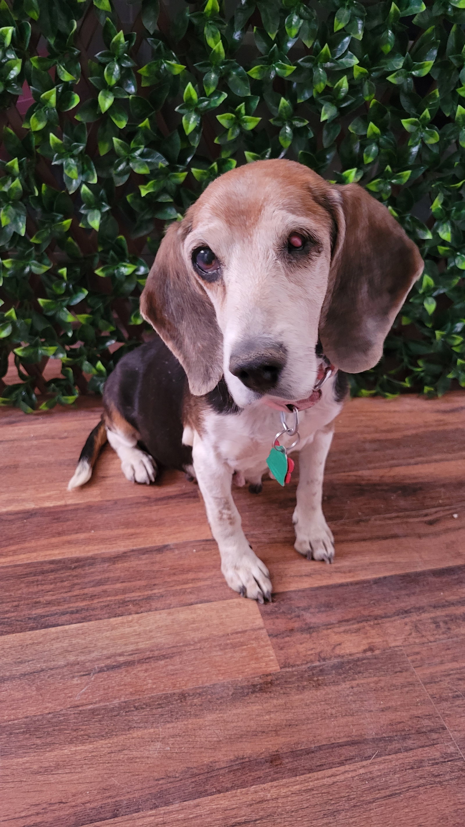Dog for Adoption Potato, a Beagle in Pahrump, NV Alpha Paw
