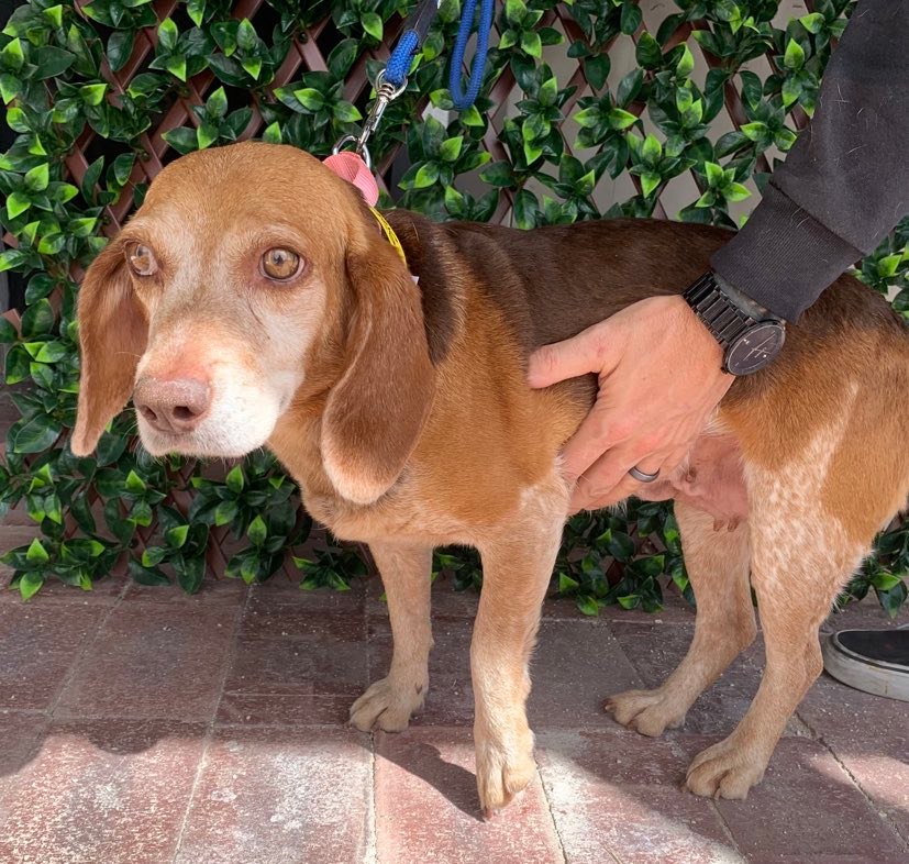 Dog for Adoption Siobhan, a Beagle in Pahrump, NV Alpha Paw