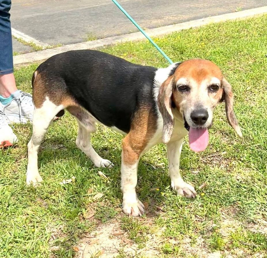 Dog for Adoption Ninja, a Beagle in Pahrump, NV Alpha Paw