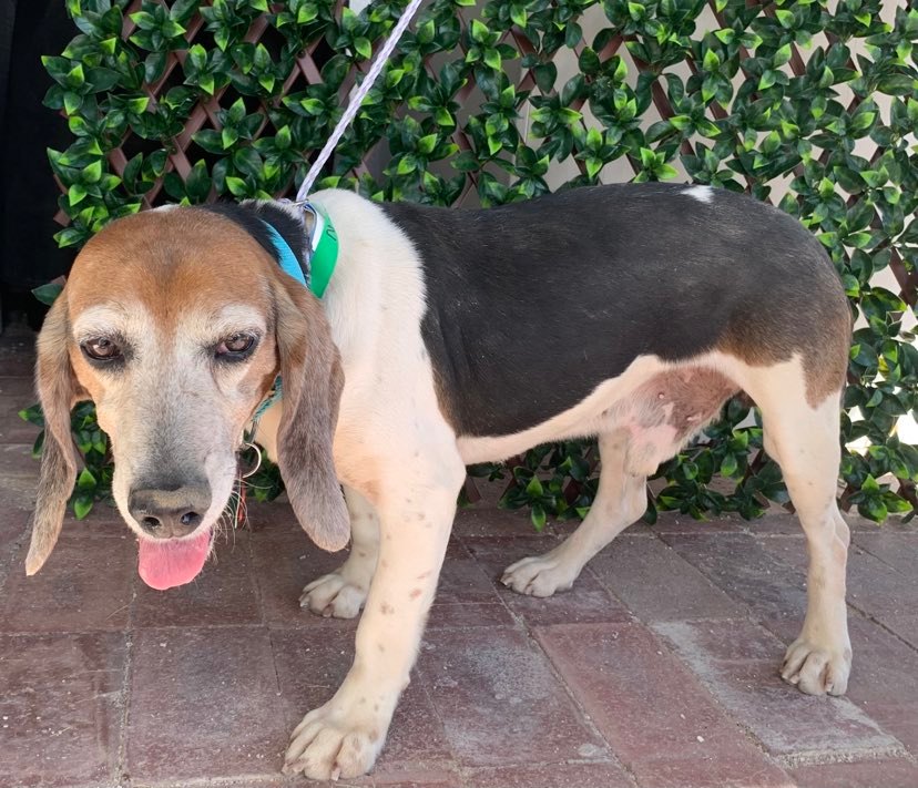 Dog for Adoption Ninja, a Beagle in Pahrump, NV Alpha Paw