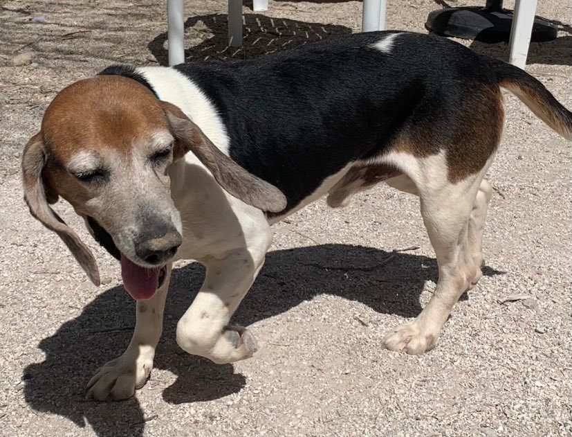 Dog for Adoption Ninja, a Beagle in Pahrump, NV Alpha Paw