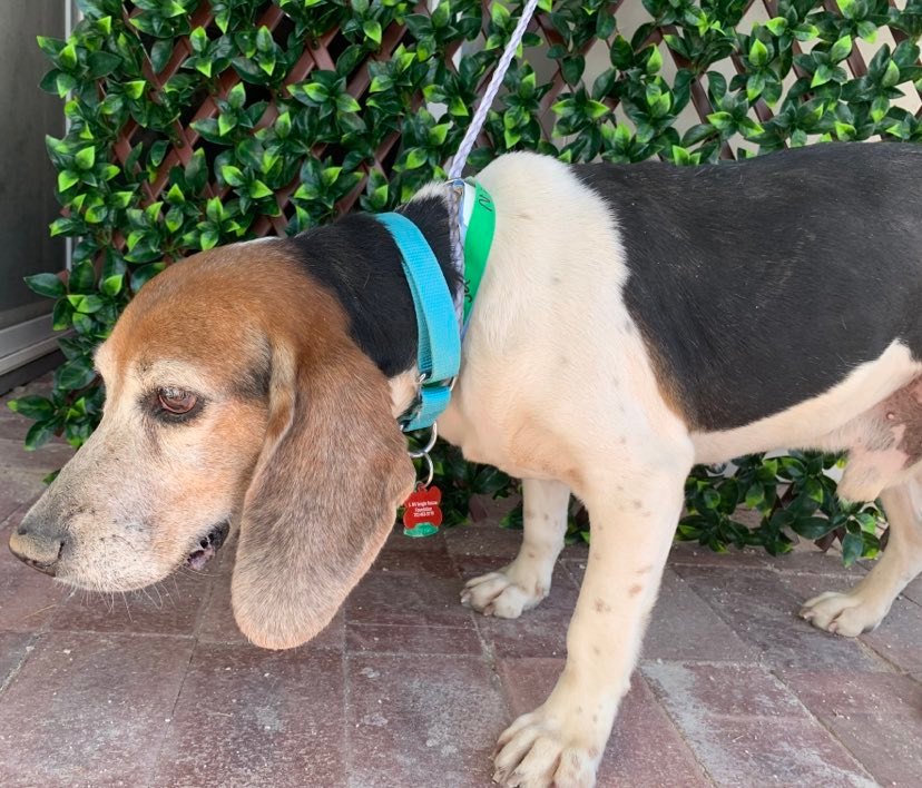 Dog for Adoption Ninja, a Beagle in Pahrump, NV Alpha Paw