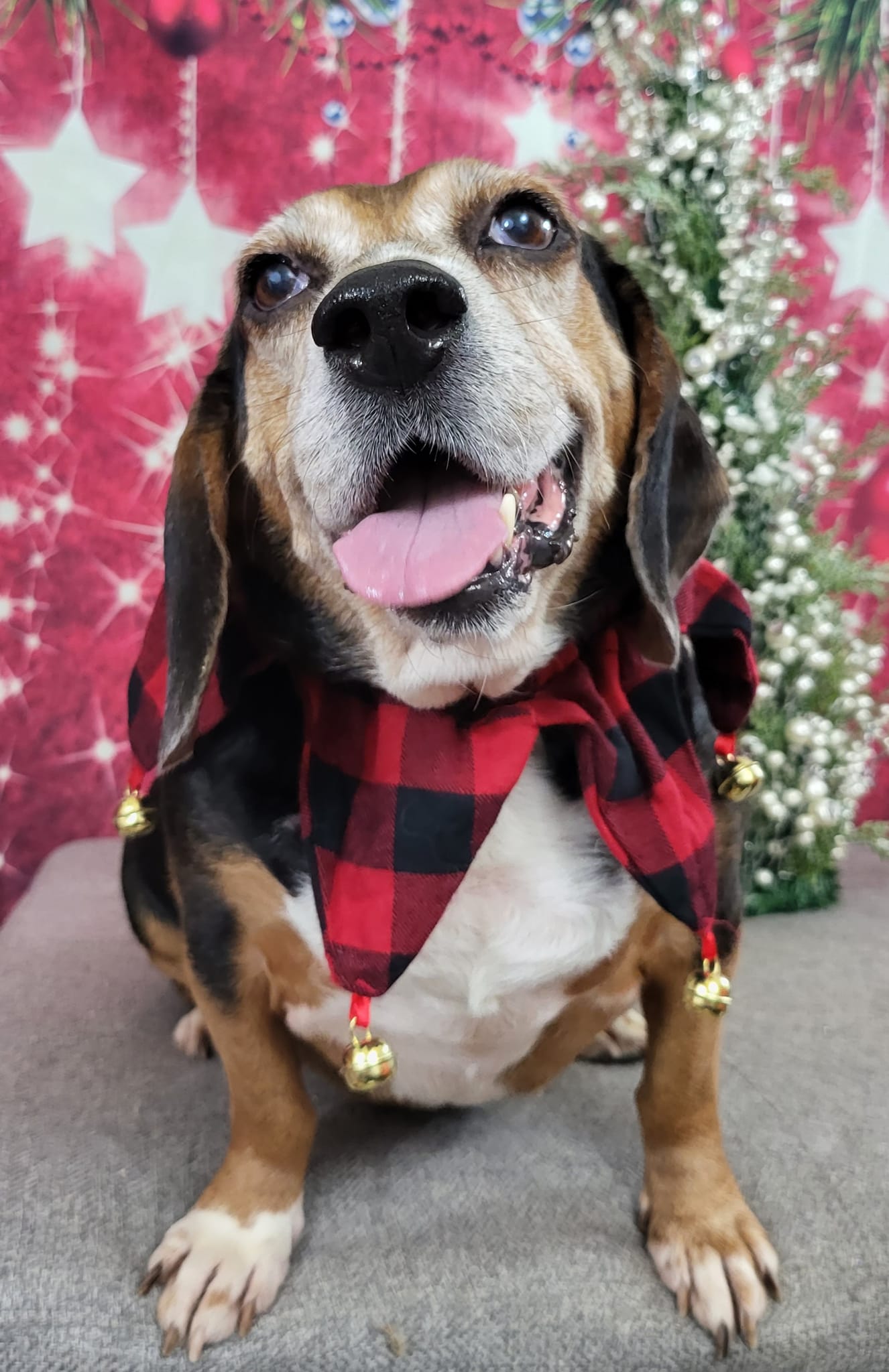Dog adoption in Las Vegas, NV 89183 Beagle Dog "Belgium"