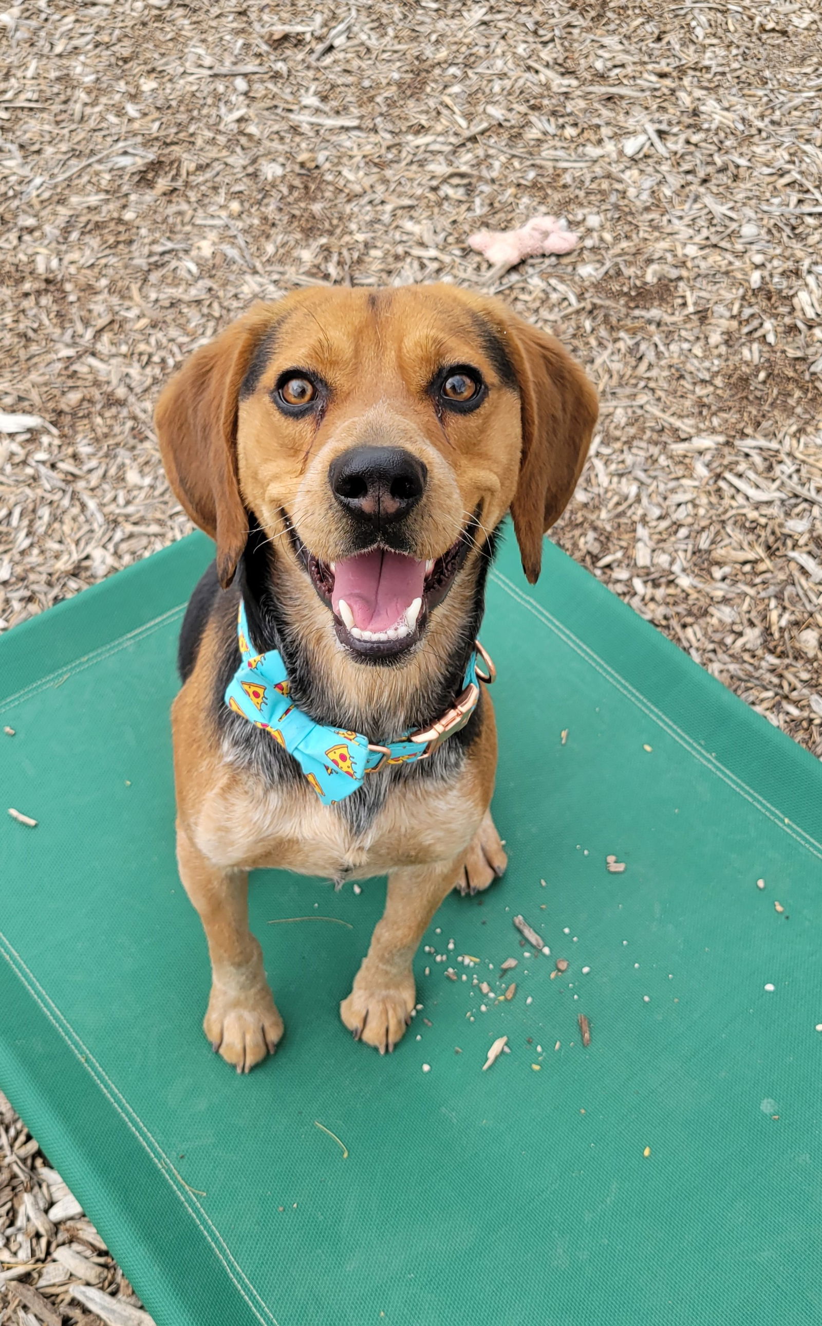 Dog For Adoption Vino A Beagle In Las Vegas Nv Alpha Paw