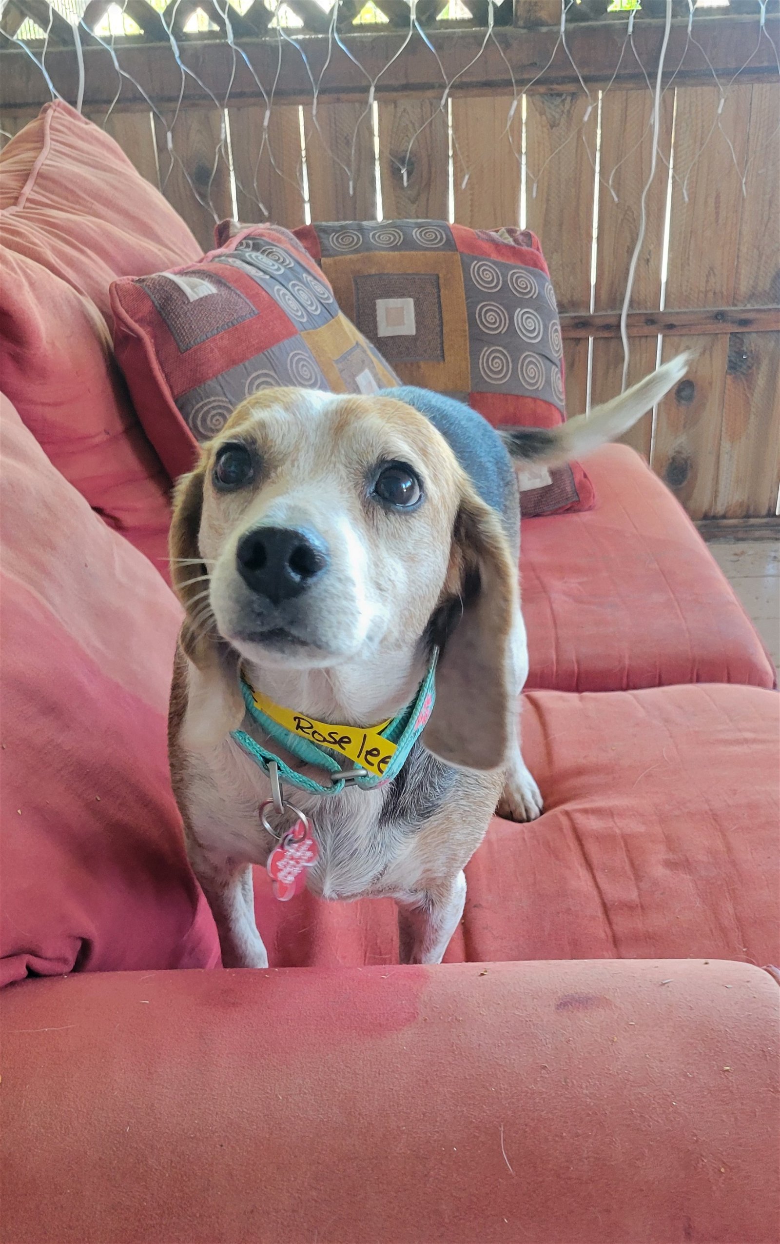 adoptable Dog in Las Vegas, NV named Roselee