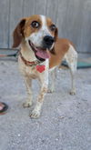 adoptable Dog in , NV named Shauna