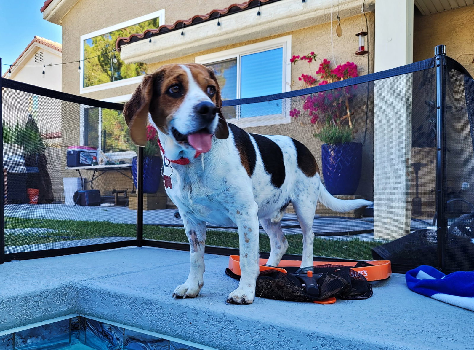 Dog for Adoption Spud, a Beagle in Pahrump, NV Alpha Paw
