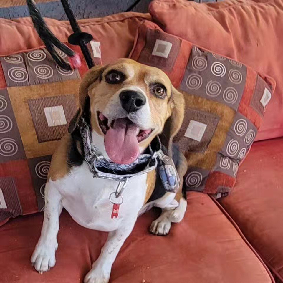 Dog for Adoption Zen, a Beagle in Pahrump, NV Alpha Paw