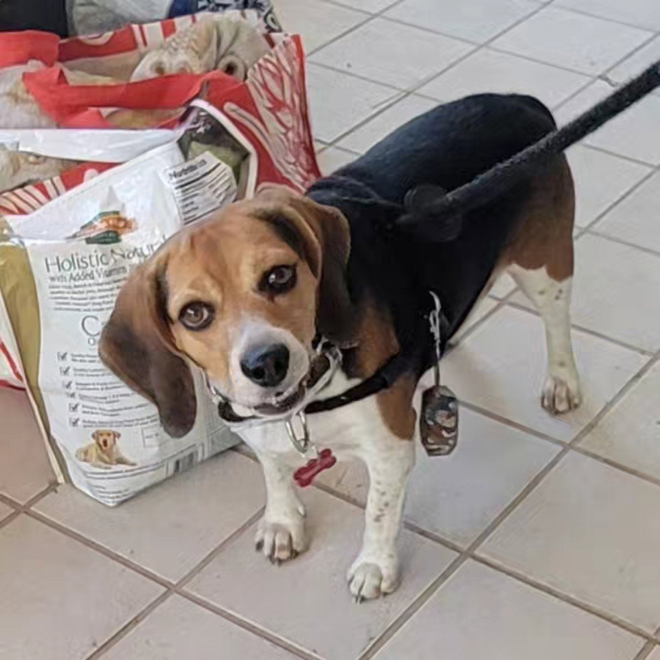 Dog for Adoption Zen, a Beagle in Pahrump, NV Alpha Paw