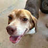 adoptable Dog in , NV named Cider