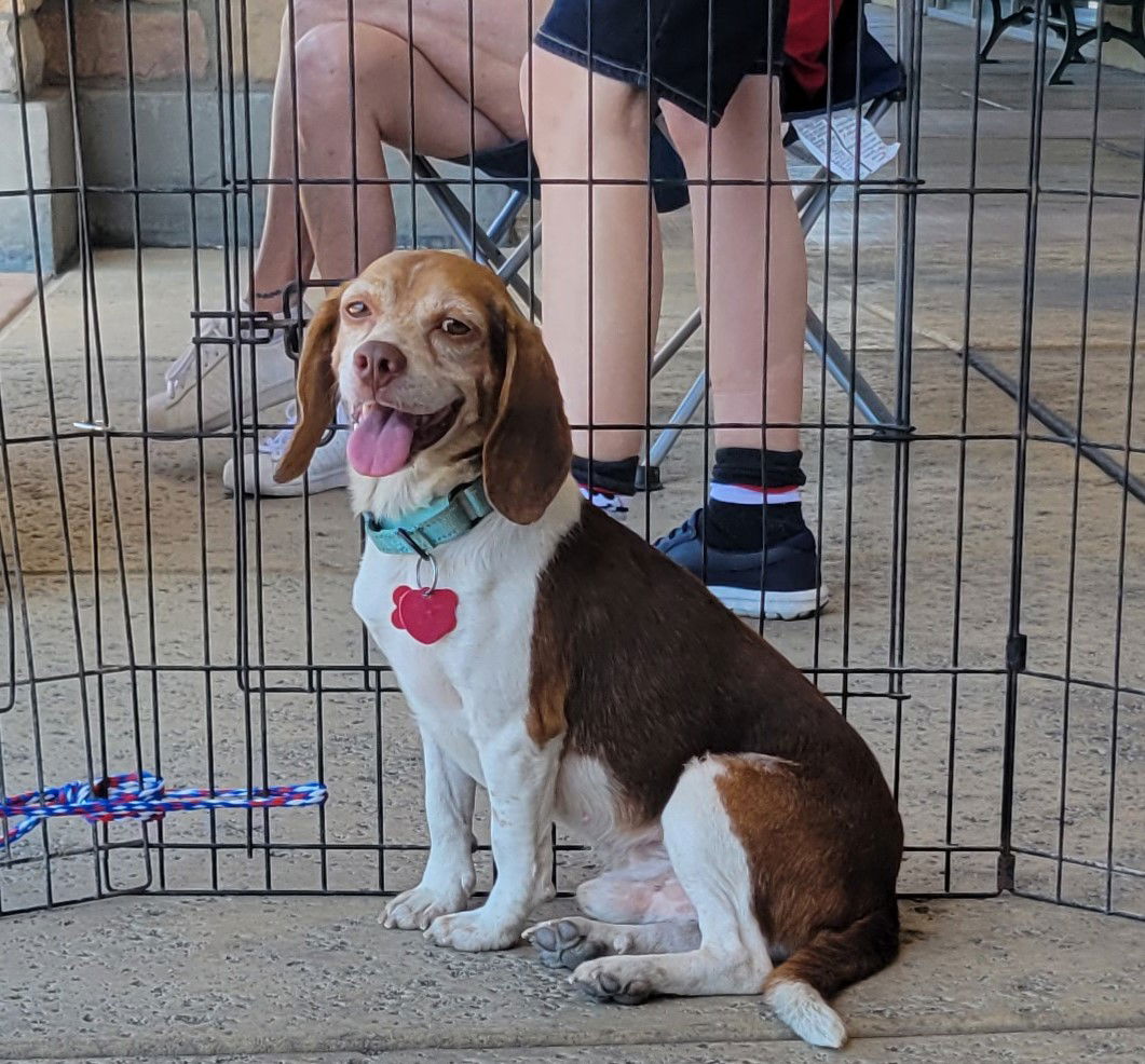 adoptable Dog in Las Vegas, NV named Cider