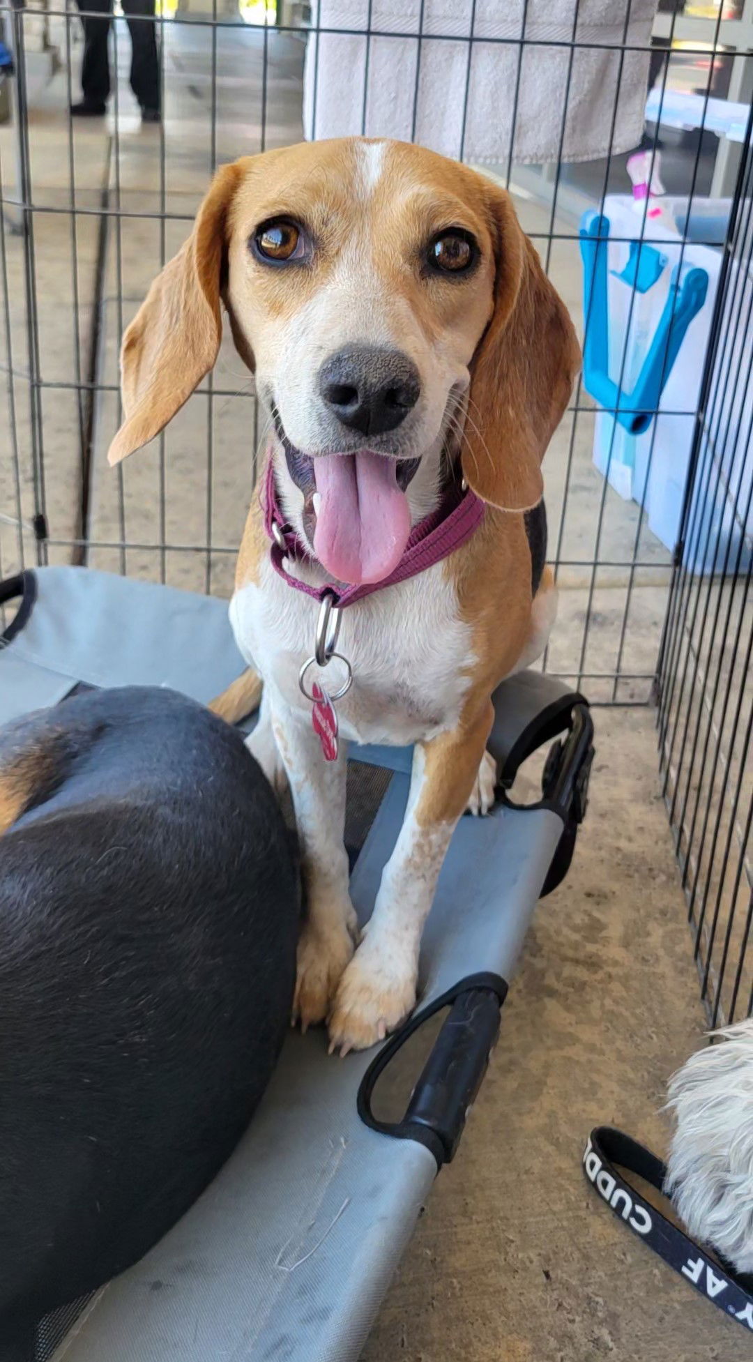 adoptable Dog in Las Vegas, NV named Starshine (Junie)