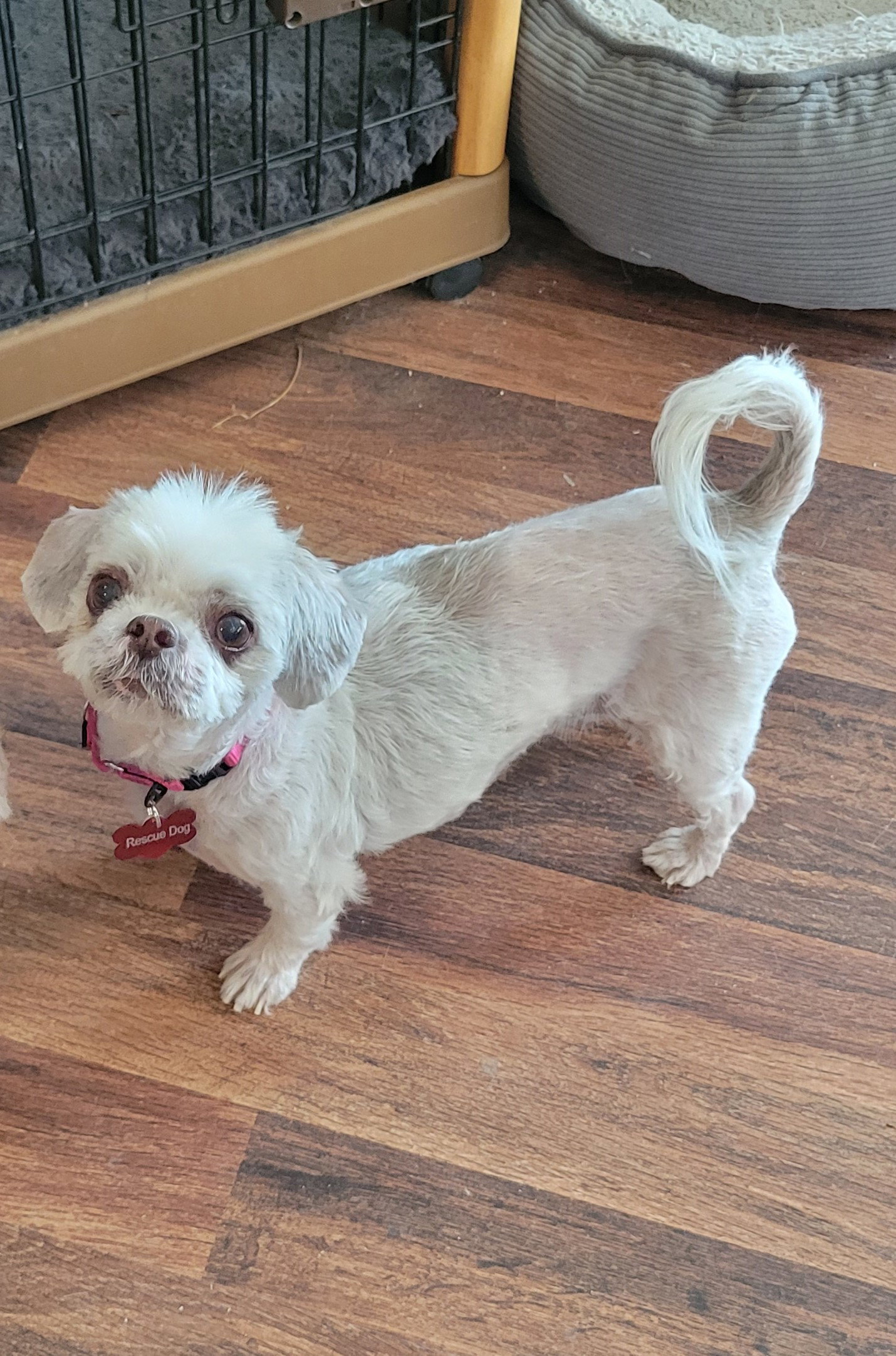 Dog adoption in Las Vegas, NV 89183 Shih Tzu Dog "Nonni"