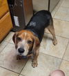 adoptable Dog in , NV named Donegal