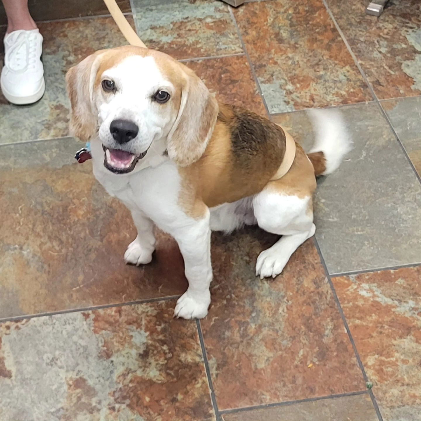 adoptable Dog in Las Vegas, NV named Walter