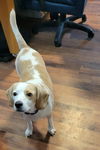 adoptable Dog in  named Pumpkin spice Latte