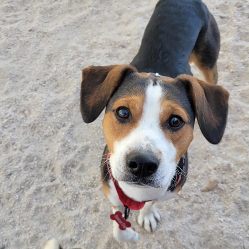 Justin, an adoptable Beagle in Las Vegas, NV