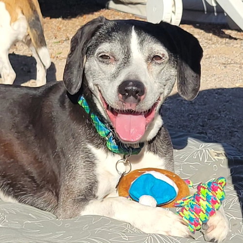 picture of the dog needing adoption