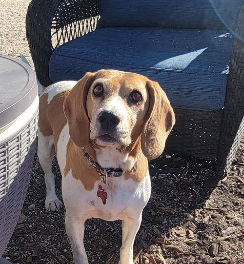 picture of the dog needing adoption