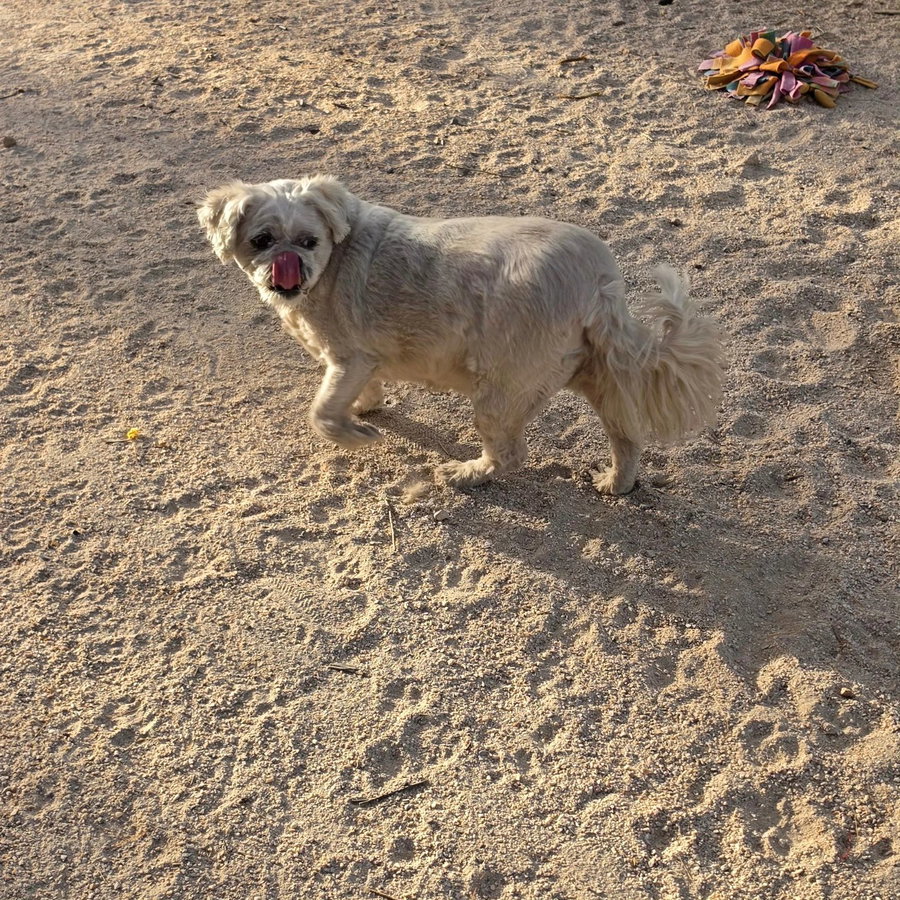 Meeko