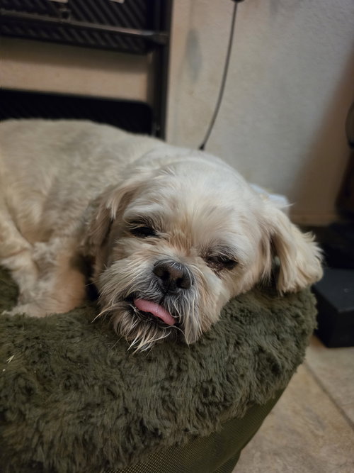 Meeko, an adoptable Lhasa Apso in Las Vegas, NV