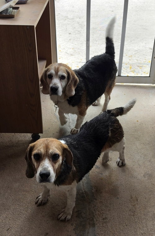 picture of the dog needing adoption