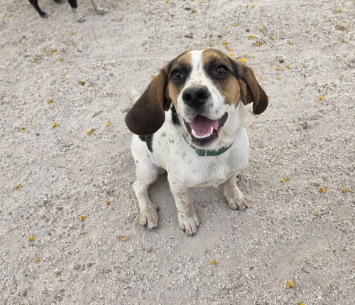 picture of the dog needing adoption