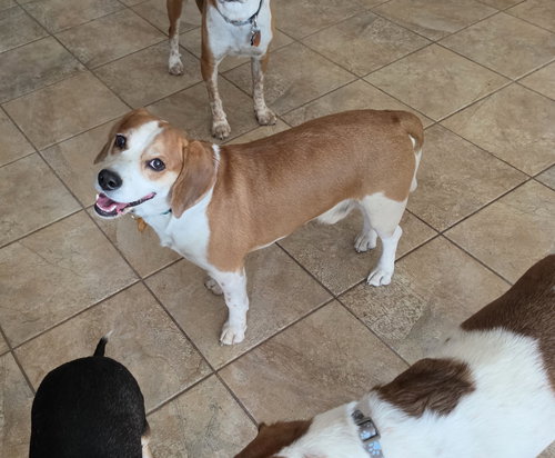 picture of the dog needing adoption