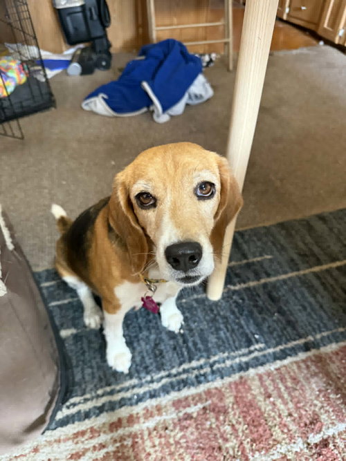 Edana, an adoptable Beagle in Las Vegas, NV