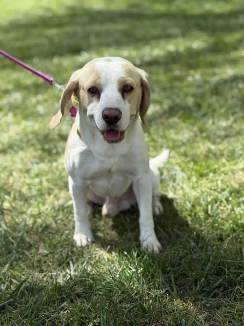 Aaden, an adoptable Beagle in Las Vegas, NV