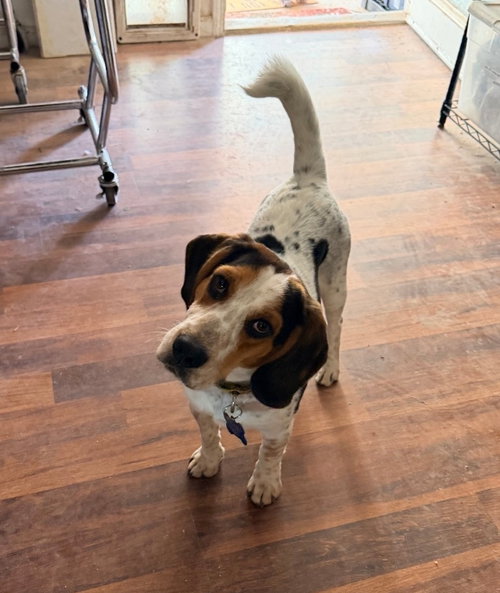 Freeway, an adoptable Beagle in Las Vegas, NV