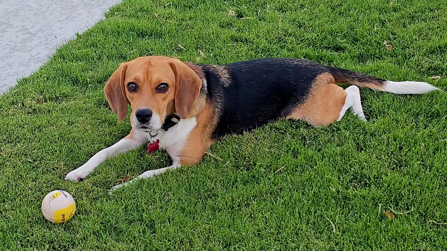 Rook - Beagle